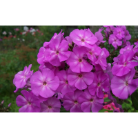 Флокс Аметист